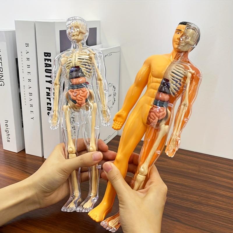 🔥Clear Human Body Structure Model