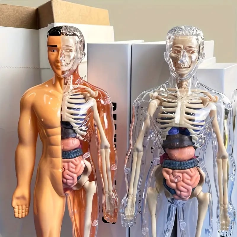 🔥Clear Human Body Structure Model