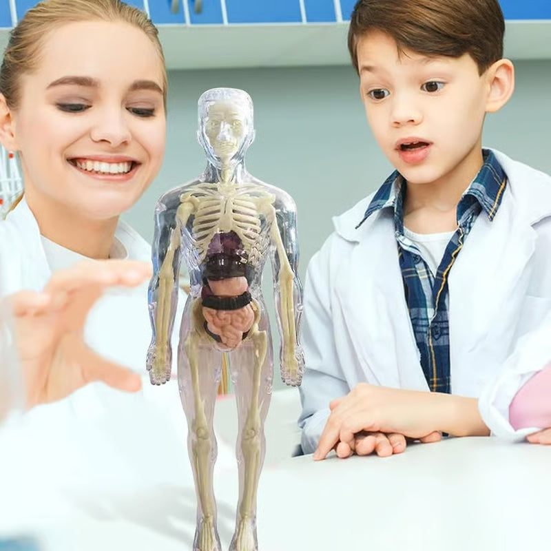 🔥Clear Human Body Structure Model