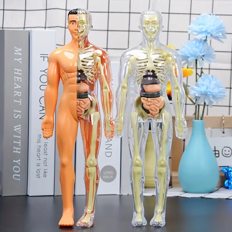 🔥Clear Human Body Structure Model
