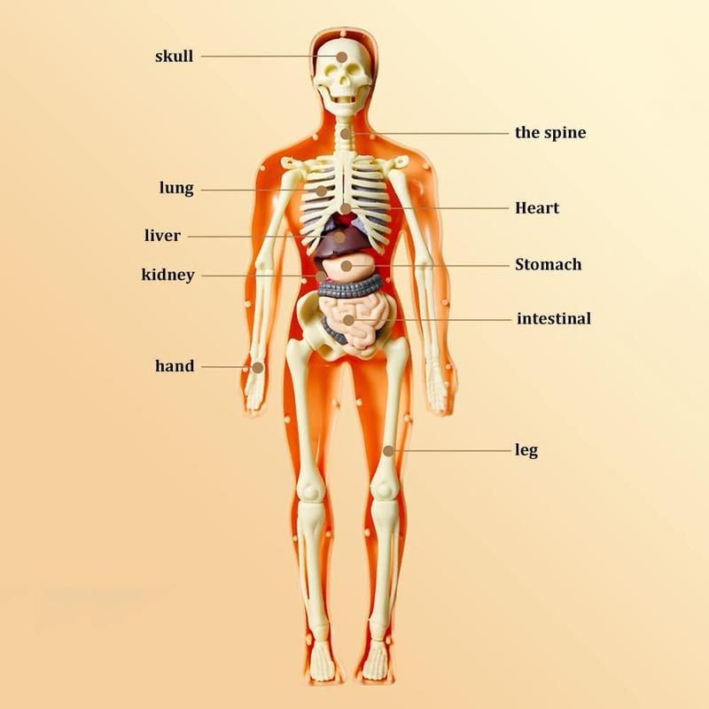 🔥Clear Human Body Structure Model