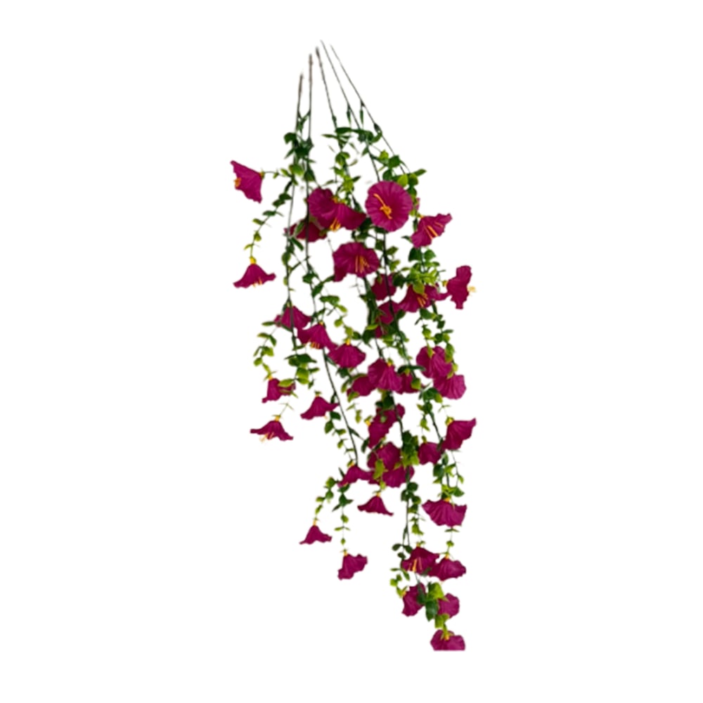 🌺Hanging Morning Glory