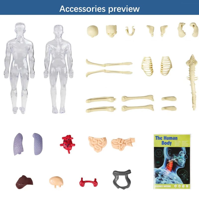 🔥Clear Human Body Structure Model