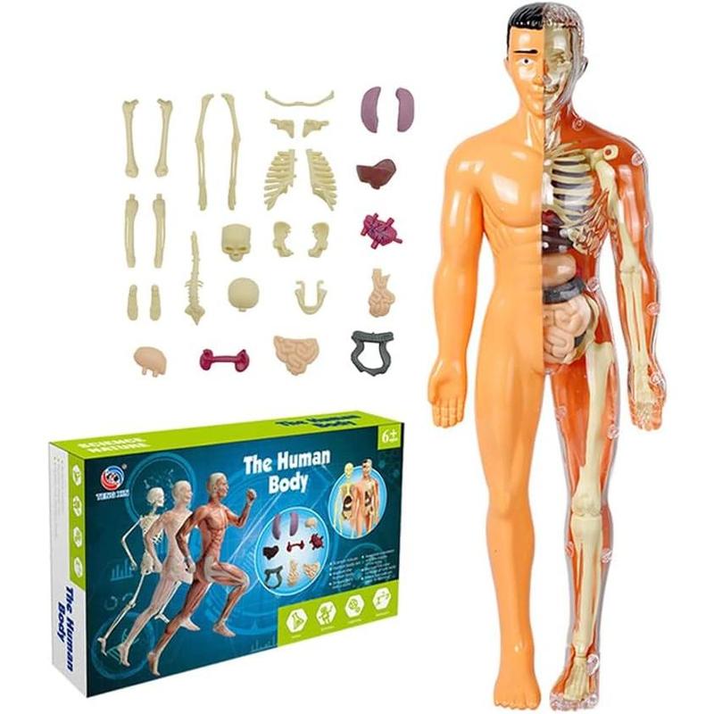 🔥Clear Human Body Structure Model