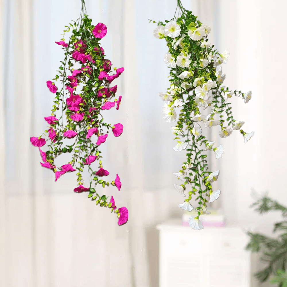 🌺Hanging Morning Glory