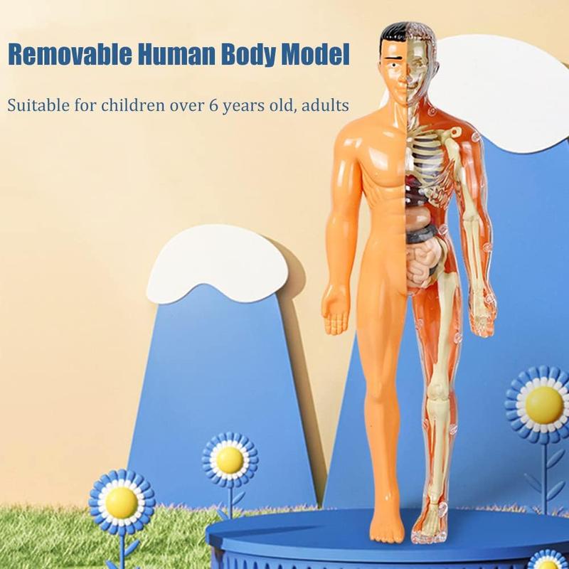 🔥Clear Human Body Structure Model