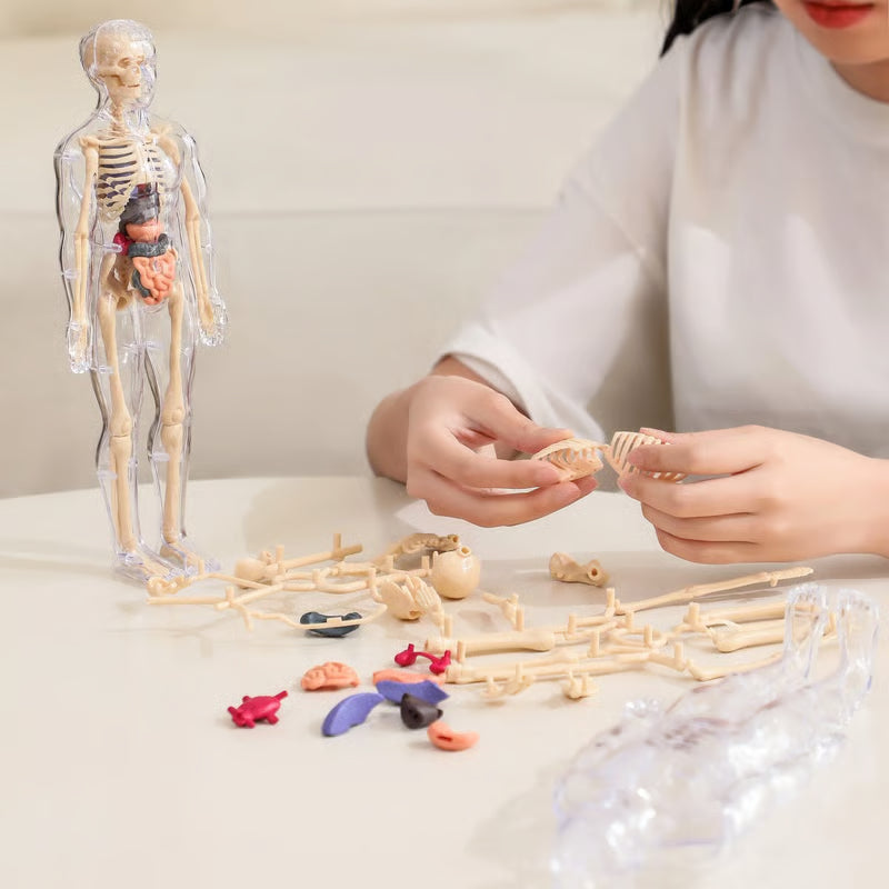 🔥Clear Human Body Structure Model
