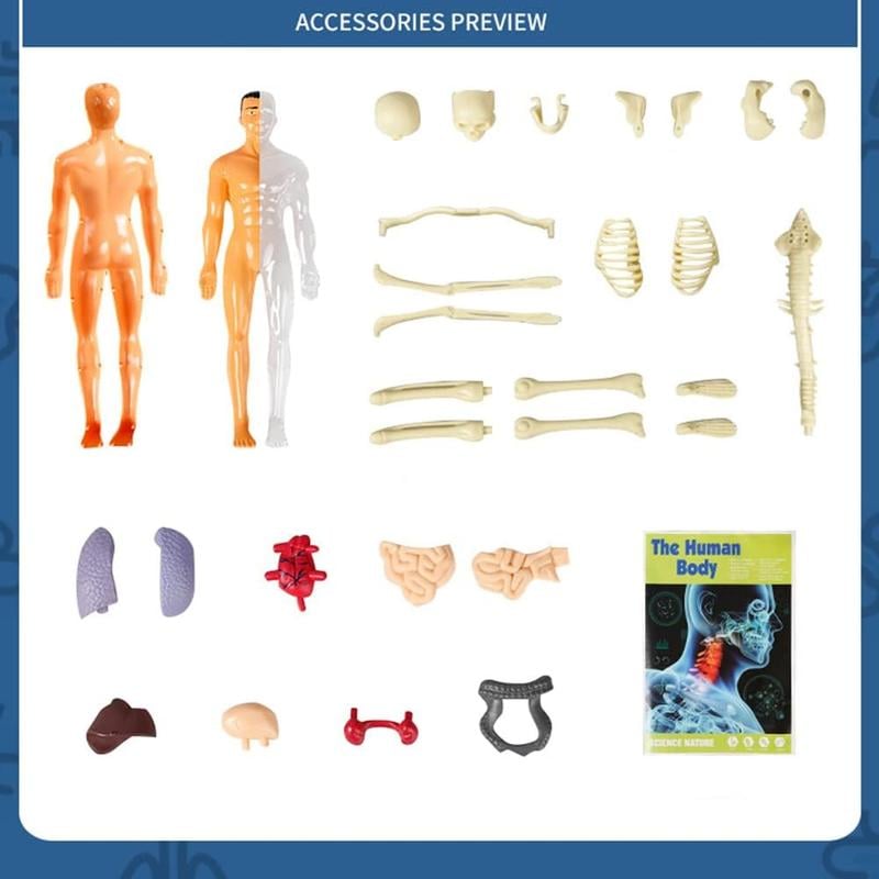🔥Clear Human Body Structure Model