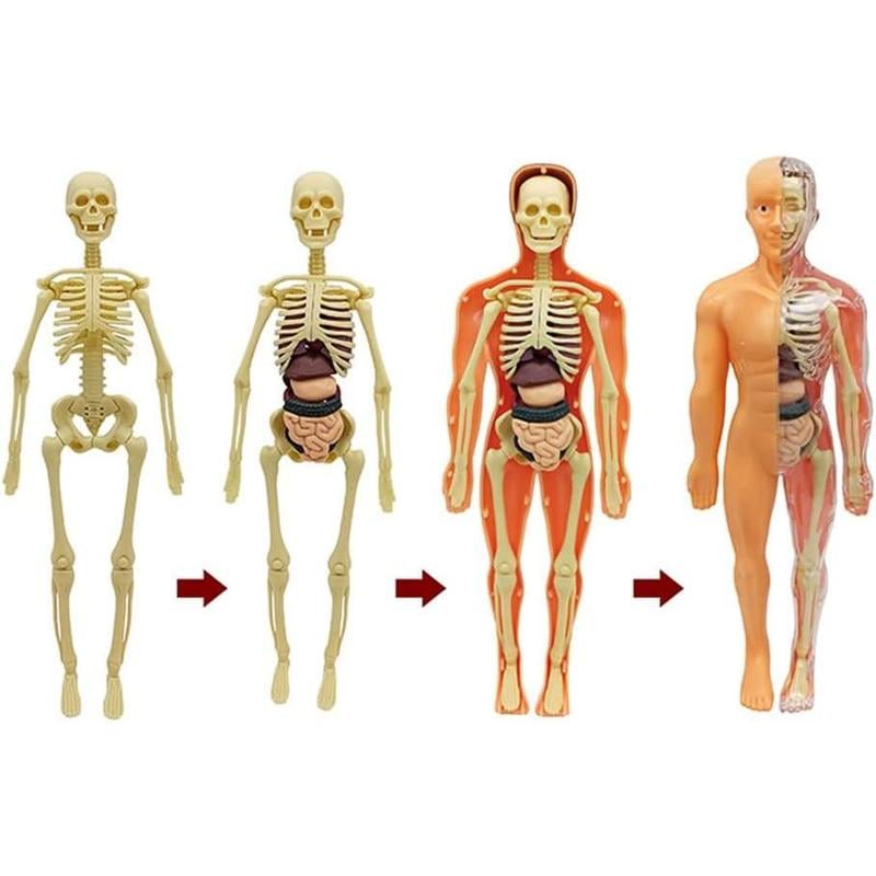 🔥Clear Human Body Structure Model