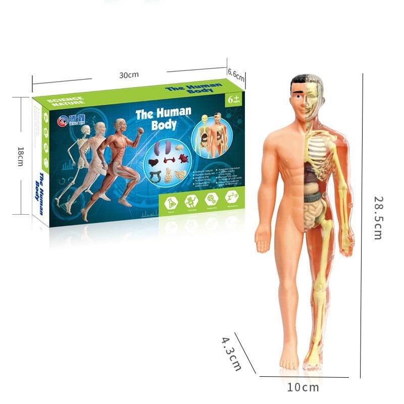 🔥Clear Human Body Structure Model