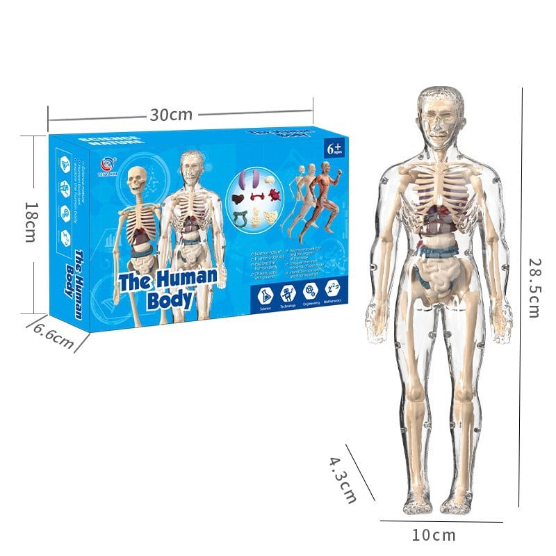 🔥Clear Human Body Structure Model