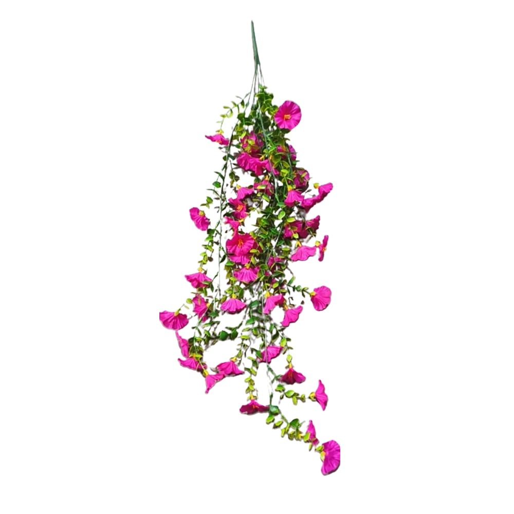 🌺Hanging Morning Glory