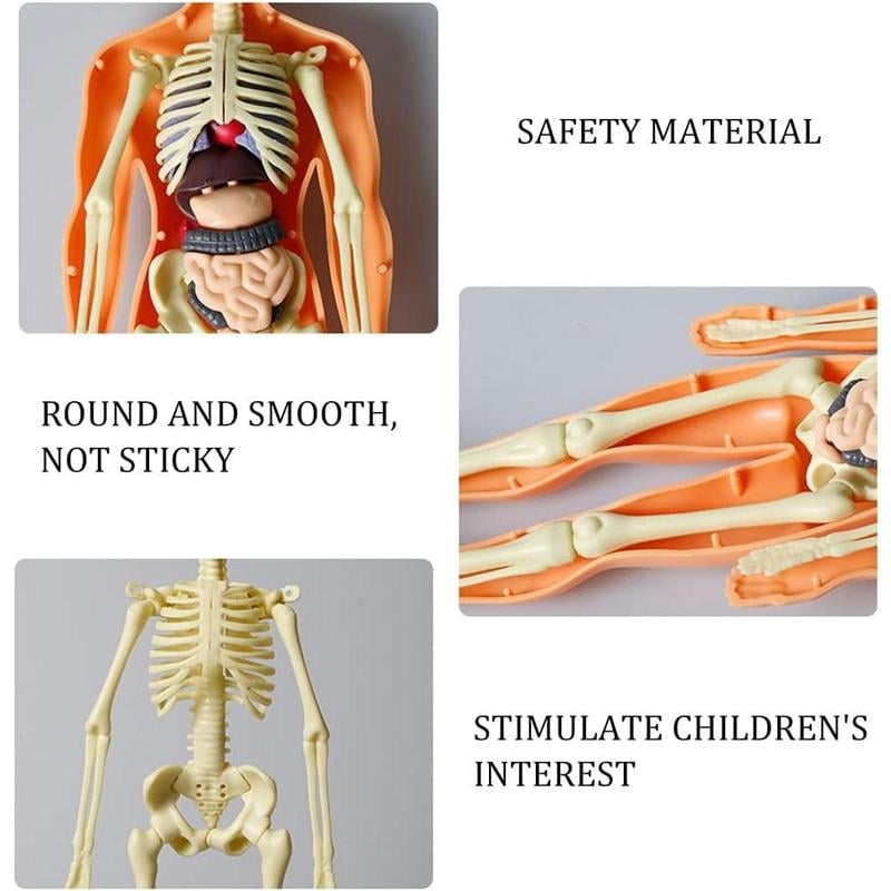 🔥Clear Human Body Structure Model