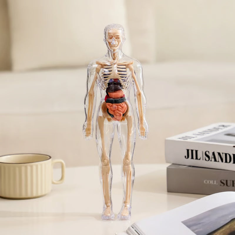 🔥Clear Human Body Structure Model